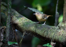 Tickell's babbler