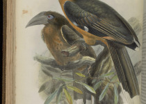 Tickell's Brown Hornbill
