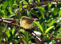Tickell's Leaf Warbler