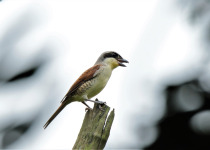Tiger Shrike