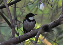 Timor blue flycatcher