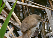 Tinian Reed Warbler