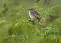 Tinkling Cisticola