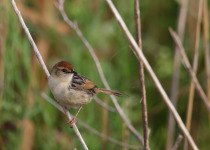 Tinkling Cisticola
