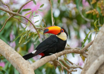 Toco Toucan
