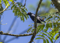 Tongan Starling