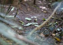 Tooth-billed Bowerbird