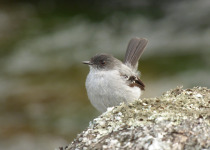 Torrent Tyrannulet