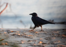 Torresian Crow