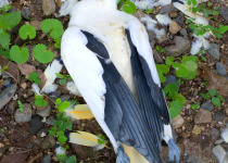 Torresian Imperial Pigeon