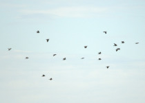 Torresian Imperial Pigeon