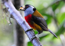 Toucan Barbet