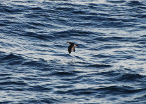 Townsend's Shearwater