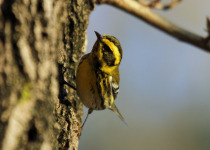 Townsend's Warbler