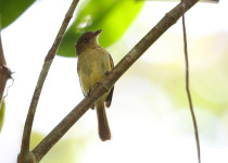 Traylor's Flycatcher