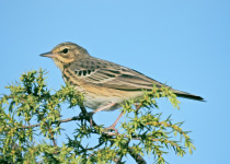 Tree Pipit