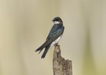 Tree Swallow