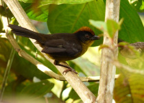 Tricolored Brush-Finch