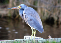 Tricolored Heron