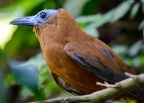Tricolored Parrotfinch