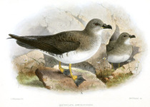 Trindade petrel