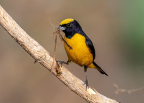 Trinidad euphonia