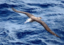 Tristan albatross
