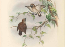 Tristram's Sunbird