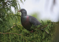 Trocaz Pigeon