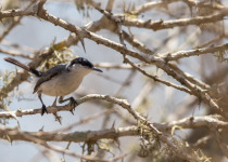 Tropical Gnatcatcher