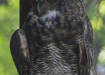 Tropical Horned Owl