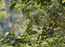 Tropical Kingbird