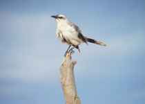 Tropical Mockingbird