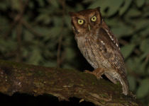 Tropical Screech Owl