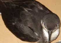 Tropical Shearwater
