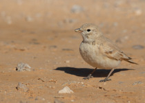 Trumpeter Finch