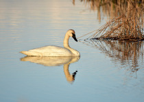 Trumpeter Swan