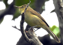 Tuamotu reed warbler