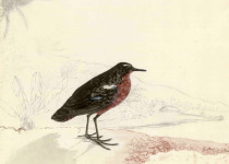 Tuamotu Sandpiper