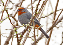 Tucuman Mountain Finch