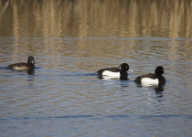 Tufted Duck