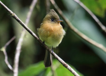 Tufted Flycatcher