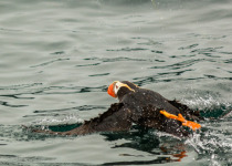 Tufted Puffin