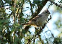 Tufted Tit-Spinetail