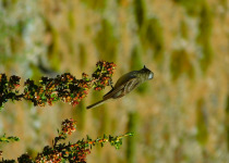 Tufted Tit-Tyrant