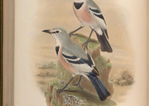 Turkestan Ground-Jay