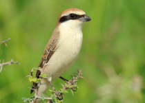 Turkestan shrike