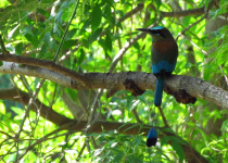 Turquoise-browed Motmot