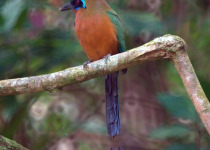 Turquoise-browed Motmot