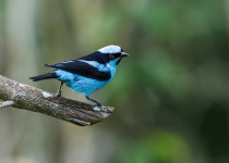 Turquoise Dacnis